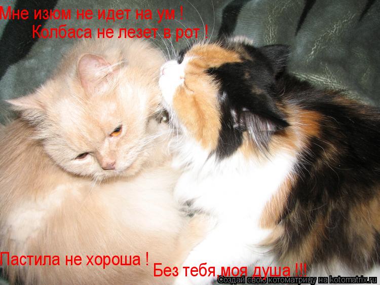 Мне изюм не идет на ум ! Колбаса не лезет в рот ! Пастила не хороша ! Без тебя,моя душа !!!... Котоматрица: Мне изюм не идет на ум ! Колбаса не лезет в рот ! Пастила не хороша ! Без тебя,моя душа !!!