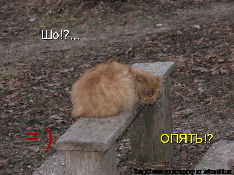Шо!? ОПЯТЬ!? ... = )... Котоматрица: Шо!? ОПЯТЬ!? ... = )