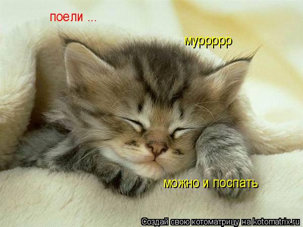 поели ... можно и поспать муррррр... Котоматрица: поели ... можно и поспать муррррр