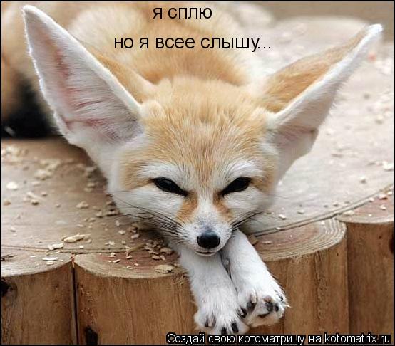 я сплю но я всее слышу...... Котоматрица: я сплю но я всее слышу...