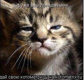 тьфу на ваш понедельник........ Котоматрица: тьфу на ваш понедельник.....