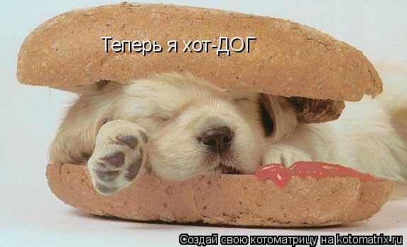 Теперь я хот-ДОГ... Котоматрица: Теперь я хот-ДОГ