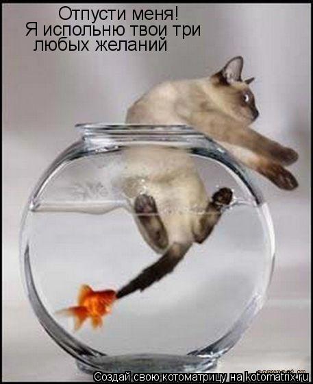 Отпусти меня! Я испольню твои три любых желаний... Котоматрица: Отпусти меня! Я испольню твои три любых желаний