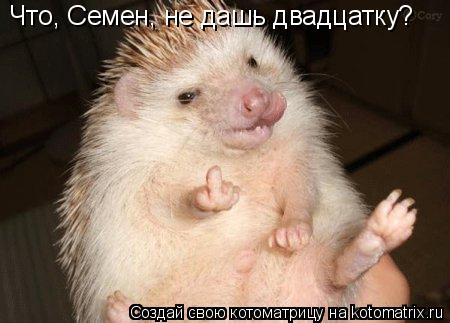 Что, Семен, не дашь двадцатку?... Котоматрица: Что, Семен, не дашь двадцатку?