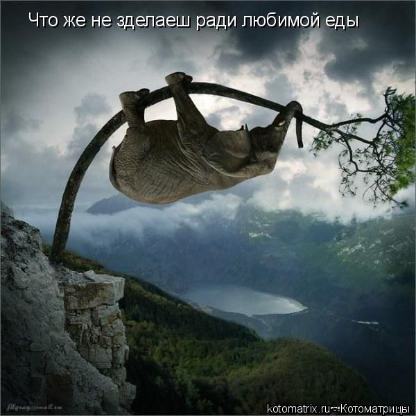 Что же не зделаеш ради любимой еды... Котоматрица: Что же не зделаеш ради любимой еды