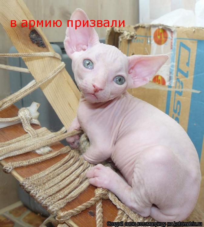 в армию призвали... Котоматрица: в армию призвали