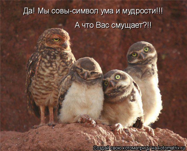 Да! Мы совы-символ ума и мудрости!!! А что Вас смущает?!!... Котоматрица: Да! Мы совы-символ ума и мудрости!!! А что Вас смущает?!!