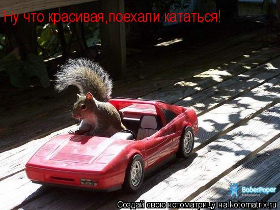 Ну что красивая,поехали кататься!... Котоматрица: Ну что красивая,поехали кататься!