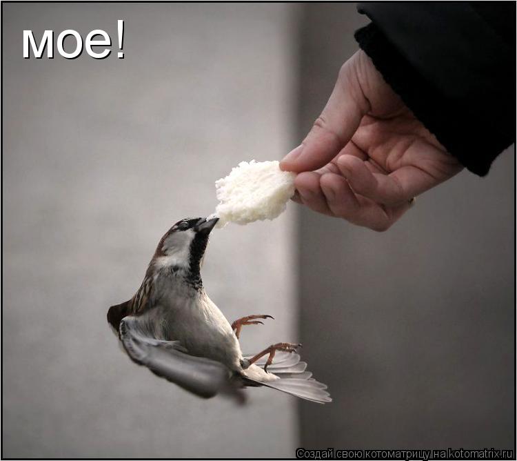мое!... Котоматрица: мое!