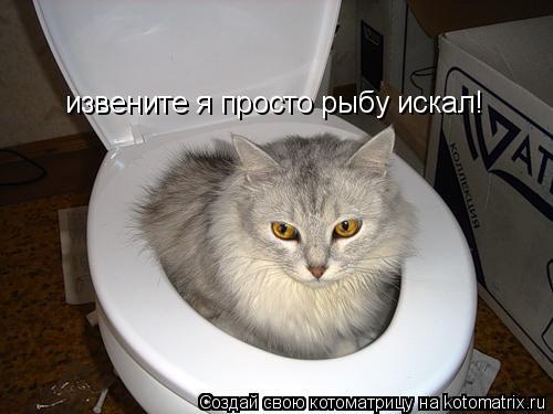 извените я просто рыбу искал!... Котоматрица: извените я просто рыбу искал!