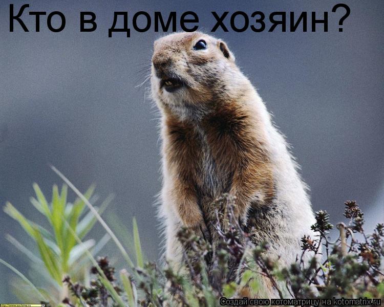 Кто в доме хозяин?... Котоматрица: Кто в доме хозяин?