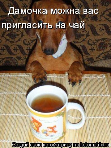 Дамочка можна вас пригласить на чай... Котоматрица: Дамочка можна вас пригласить на чай