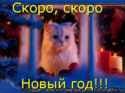 Cкоро, скоро Новый год!!!... Котоматрица: Cкоро, скоро Новый год!!!