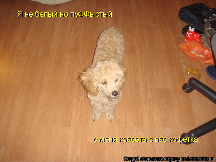 Я не белый но пуФФыстый с меня красота с вас кофетка... Котоматрица: Я не белый но пуФФыстый с меня красота с вас кофетка