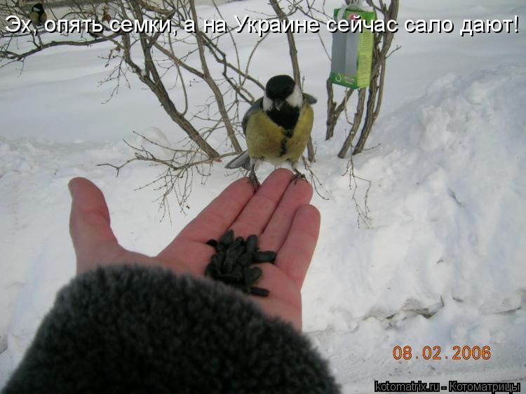 Эх, опять семки, а на Украине сейчас сало дают!... Котоматрица: Эх, опять семки, а на Украине сейчас сало дают!