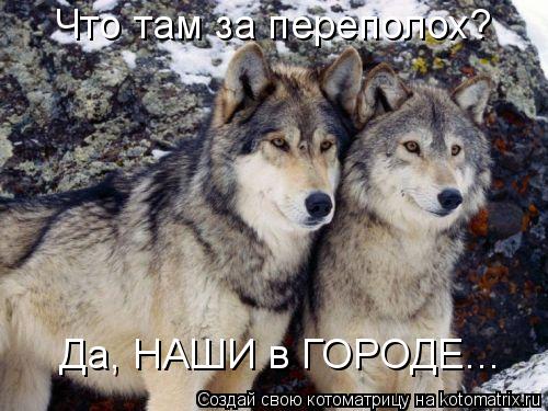 Да, НАШИ в ГОРОДЕ... Что там за переполох?... Котоматрица: Да, НАШИ в ГОРОДЕ... Что там за переполох?