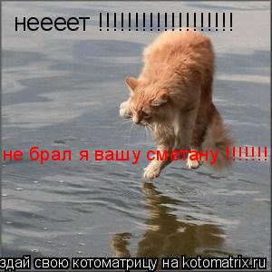 неееет !!!!!!!!!!!!!!!!!!! не брал я вашу сметану !!!!!!!... Котоматрица: неееет !!!!!!!!!!!!!!!!!!! не брал я вашу сметану !!!!!!!