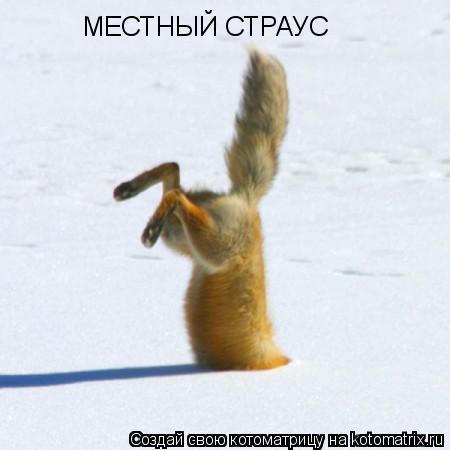 МЕСТНЫЙ СТРАУС... Котоматрица: МЕСТНЫЙ СТРАУС