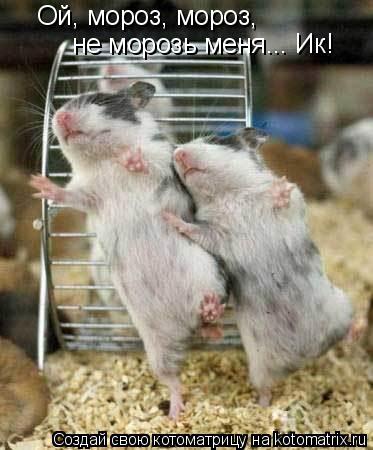 Ой, мороз, мороз, не морозь меня... Ик!... Котоматрица: Ой, мороз, мороз, не морозь меня... Ик!