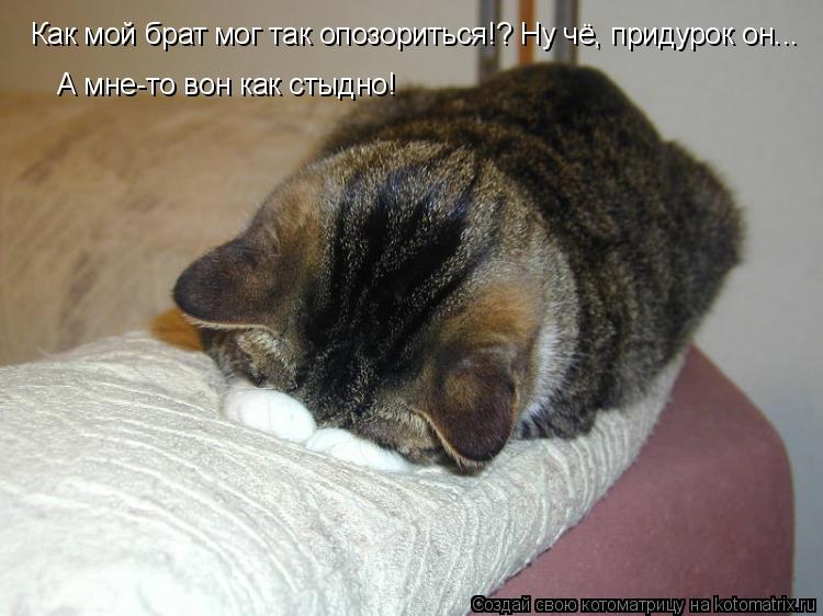 Как мой брат мог так опозориться!? Ну чё, придурок он... А мне-то вон как стыдно!... Котоматрица: Как мой брат мог так опозориться!? Ну чё, придурок он... А мне-то вон как стыдно!