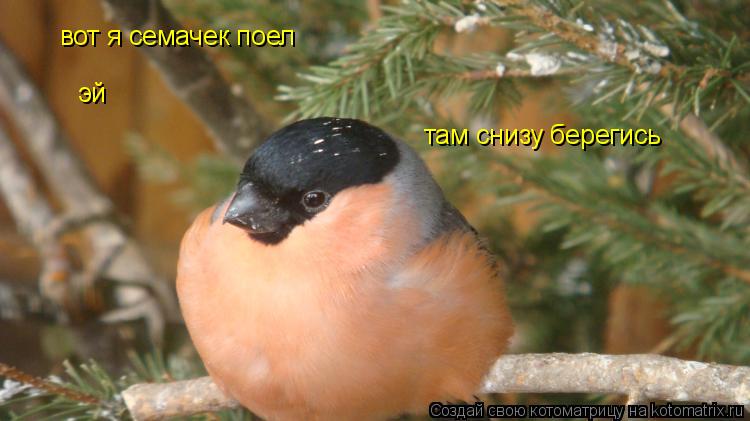 вот я семачек поел эй там снизу берегись... Котоматрица: вот я семачек поел эй там снизу берегись