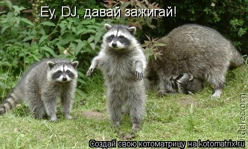 Еу, DJ, давай зажигай!... Котоматрица: Еу, DJ, давай зажигай!