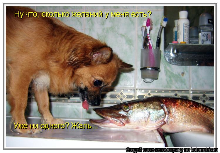 Ну что, сколько желаний у меня есть? Уже ни одного? Жаль...... Котоматрица: Ну что, сколько желаний у меня есть? Уже ни одного? Жаль...