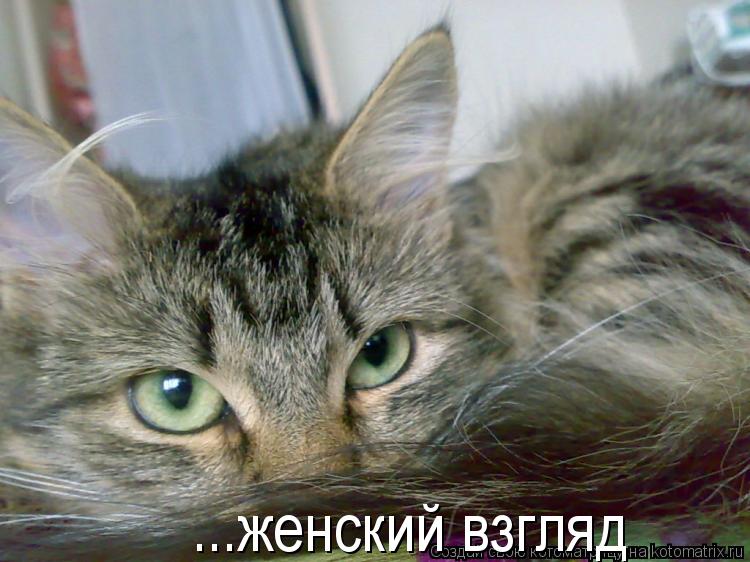 ...женский взгляд... Котоматрица: ...женский взгляд