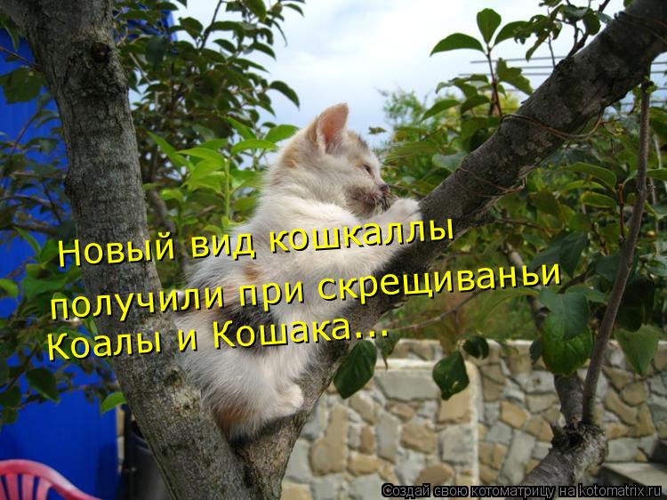 Новый вид кошкаллы получили при скрещиваньи Коалы и Кошака...... Котоматрица: Новый вид кошкаллы получили при скрещиваньи Коалы и Кошака...