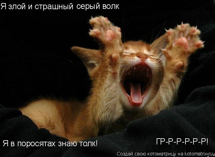 Я злой и страшный серый волк Я в поросятах знаю толк! ГР-Р-Р-Р-Р-Р!... Котоматрица: Я злой и страшный серый волк Я в поросятах знаю толк! ГР-Р-Р-Р-Р-Р!
