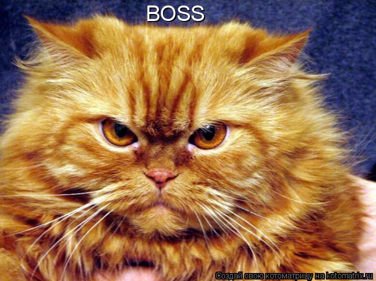 BOSS... Котоматрица: BOSS