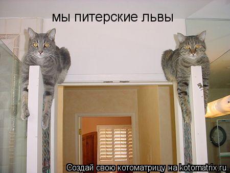мы питерские львы... Котоматрица: мы питерские львы