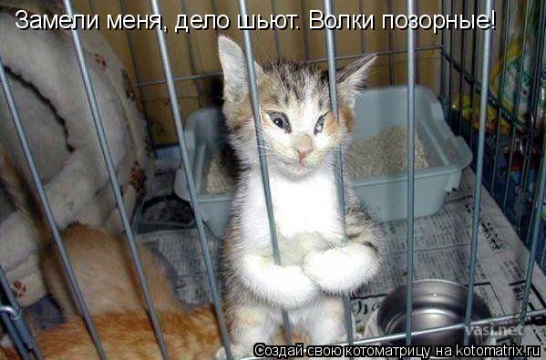 Замели меня, дело шьют. Волки позорные!... Котоматрица: Замели меня, дело шьют. Волки позорные!