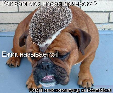 Как вам моя новая прическа? Ежик называется!... Котоматрица: Как вам моя новая прическа? Ежик называется!