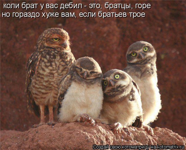 коли брат у вас дебил - это, братцы, горе но гораздо хуже вам, если братьев трое... Котоматрица: коли брат у вас дебил - это, братцы, горе но гораздо хуже вам, если братьев трое