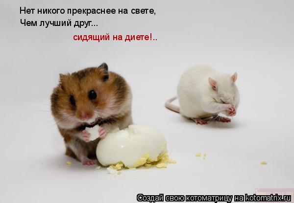 Нет никого прекраснее на свете, Чем лучший друг... сидящий на диете!..... Котоматрица: Нет никого прекраснее на свете, Чем лучший друг... сидящий на диете!..