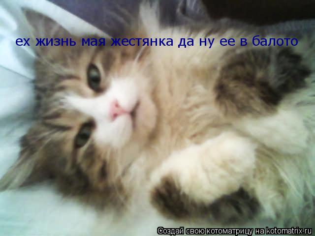ех жизнь мая жестянка да ну ее в балото... Котоматрица: ех жизнь мая жестянка да ну ее в балото