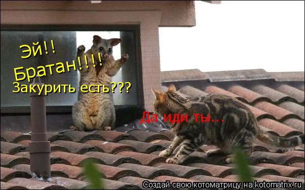 Эй!! Братан!!!! Закурить есть??? Да иди ты...... Котоматрица: Эй!! Братан!!!! Закурить есть??? Да иди ты...
