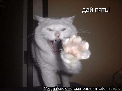 дай пять!... Котоматрица: дай пять!