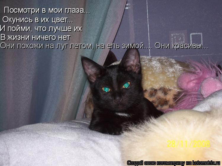 Посмотри в мои глаза... Окунись в их цвет... И пойми, что лучше их В жизни ничего нет Они похожи на л... Котоматрица: Посмотри в мои глаза... Окунись в их цвет... И пойми, что лучше их В жизни ничего нет Они похожи на луг летом, на ель зимой.... Они красивы...