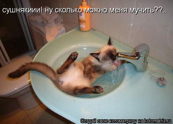 сушнякиии! ну сколько можно меня мучить??..... Котоматрица: сушнякиии! ну сколько можно меня мучить??..