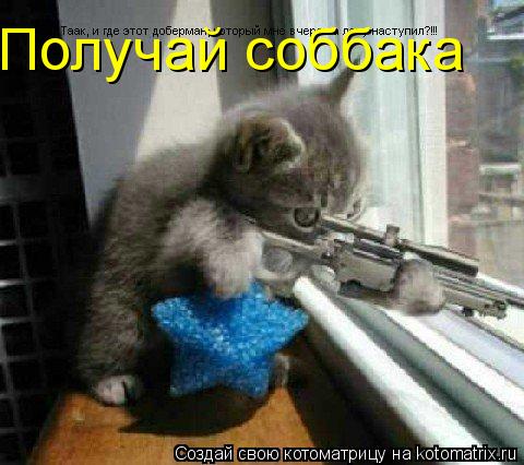 Получай соббака... Котоматрица: Получай соббака