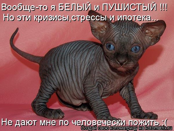 Вообще-то я БЕЛЫЙ и ПУШИСТЫЙ !!! Но эти кризисы,стрессы и ипотека... Не дают мне по человечески пожит... Котоматрица: Вообще-то я БЕЛЫЙ и ПУШИСТЫЙ !!! Но эти кризисы,стрессы и ипотека... Не дают мне по человечески пожить :(