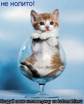 не нолито!... Котоматрица: не нолито!