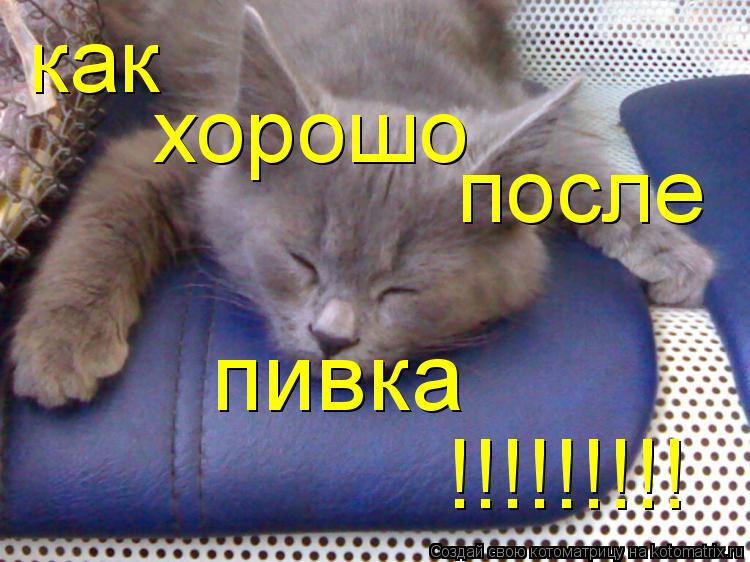 как хорошо после пивка !!!!!!!!!... Котоматрица: как хорошо после пивка !!!!!!!!!