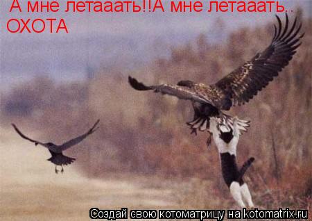 А мне летааать!!А мне летааать.. ОХОТА... Котоматрица: А мне летааать!!А мне летааать.. ОХОТА