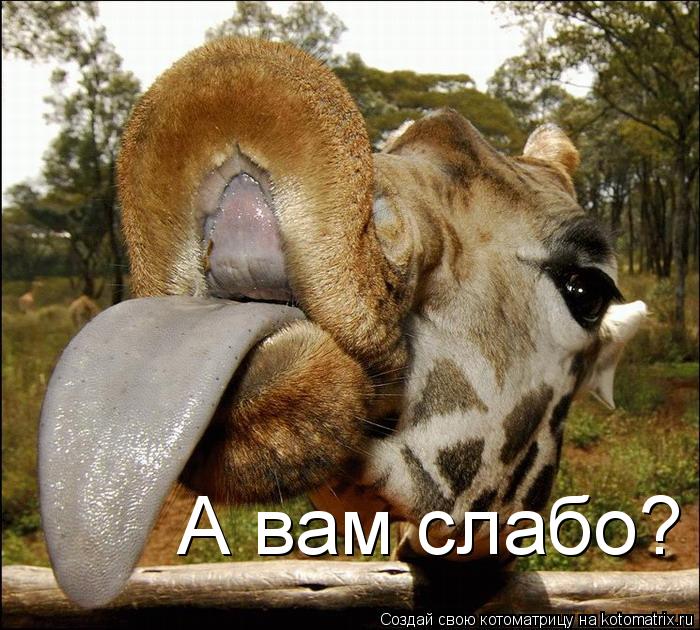 А вам слабо?... Котоматрица: А вам слабо?