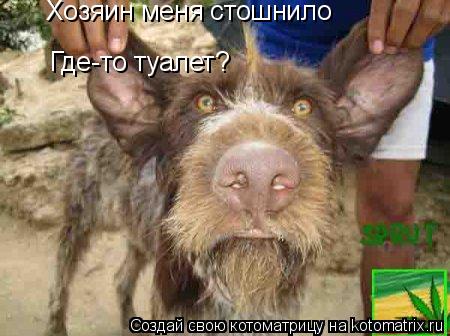 Хозяин меня стошнило Где-то туалет?... Котоматрица: Хозяин меня стошнило Где-то туалет?