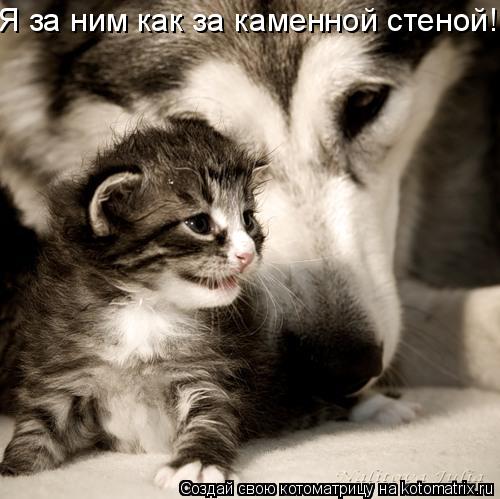 Я за ним как за каменной стеной!... Котоматрица: Я за ним как за каменной стеной!