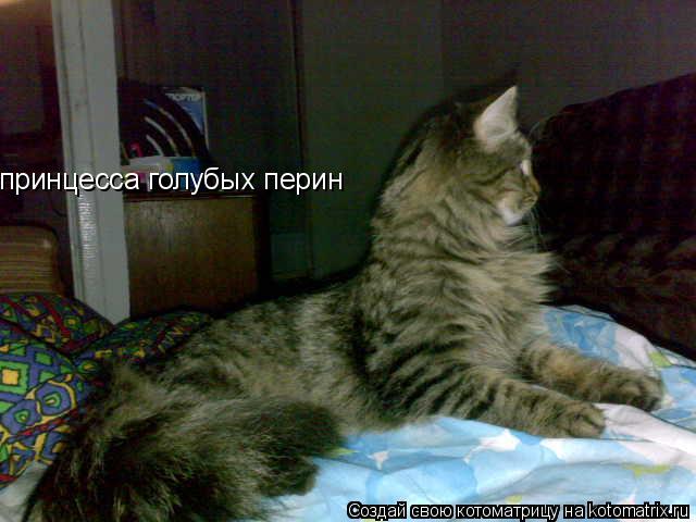 принцесса голубых перин... Котоматрица: принцесса голубых перин